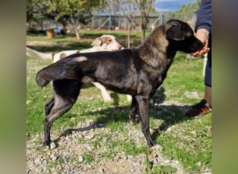 Smoky - der harmoniebedürftige Athlet