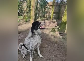 Luke - schätzt klare Strukturen und eine vertrauensvolle Beziehung