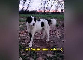 Swazi - toller Hund mit Überraschungseffekt