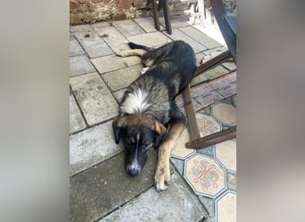 Vito - sanfter Traumhund in 54534 Karl