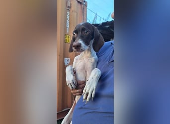 Lottie - Wirbelwind sucht Neustart