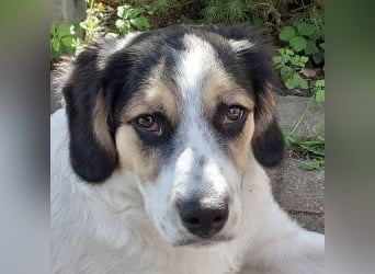 Pepi - darf ich dein Schatten sein?