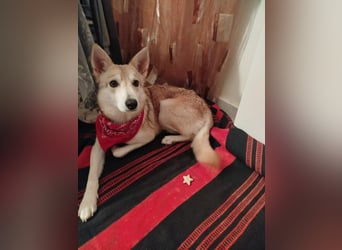 Betty - kennt das Leben im Haus und mit Kindern