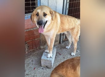 Ginger - der Schmusebär wartet schon so lange