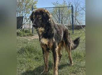 Mowgli auf der Suche nach Liebe und Frieden
