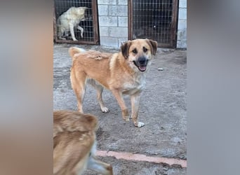 Ginger - der Schmusebär wartet schon so lange