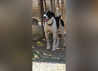 Charis AF - tut sich schwer mit neuen Menschen