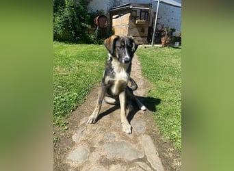 Vito - sanfter Traumhund in 54534 Karl