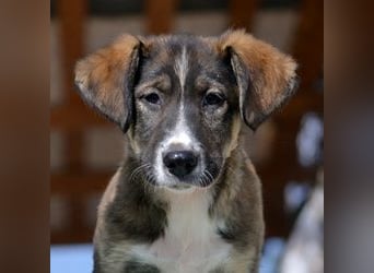 Vito - sanfter Traumhund in 54534 Karl