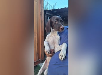 Lottie - Wirbelwind sucht Neustart