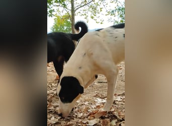 Swazi - toller Hund mit Überraschungseffekt