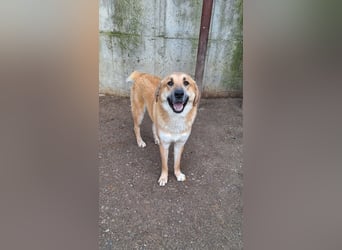 Ginger - der Schmusebär wartet schon so lange