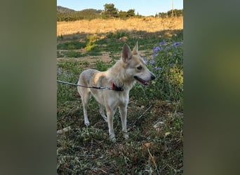 Betty - kennt das Leben im Haus und mit Kindern