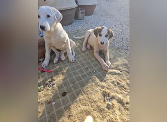 Lucy - kleines Hasenherz taut langsam auf