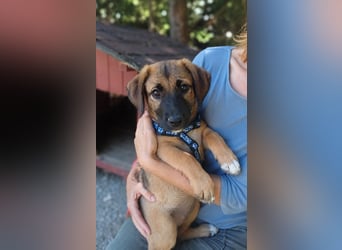 Faye - Kuschelpartner gesucht!