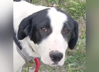 Swazi - toller Hund mit Überraschungseffekt