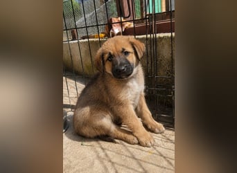 Milou - klein, süß und voller Hoffnung