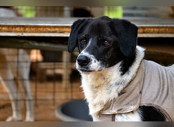 Vanias - lieber toller Hund sehnt sich nach einer Familie