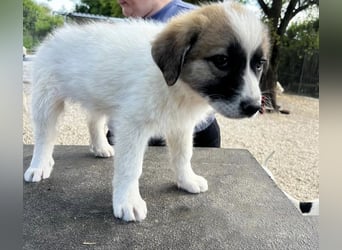 Fifi sucht Geborgenheit