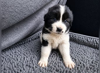Chloe P - tapfere kleine Kämpferin aus dem Müllcontainer