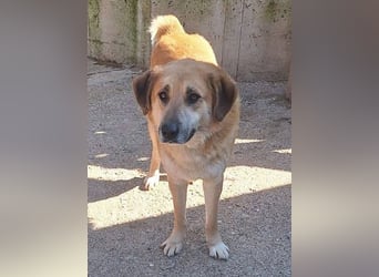 Ginger - der Schmusebär wartet schon so lange