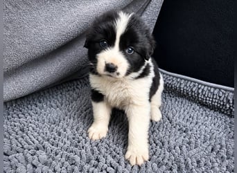 Chloe P - tapfere kleine Kämpferin aus dem Müllcontainer