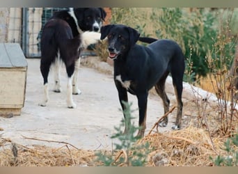 Ellie - unermüdliche Mama auf der Suche nach Schutz