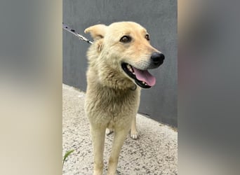 Daisy - von der Kette ins Glück?