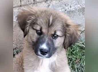 Teddy - Bärchen sucht Körbchen