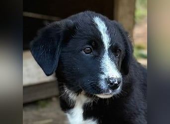 Sachi, das Glückskind