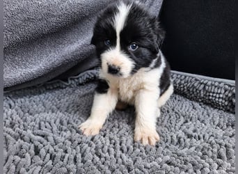 Chloe P - tapfere kleine Kämpferin aus dem Müllcontainer