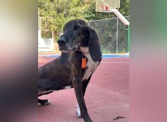 Leia - ganz besonderer Hund sucht ganz besondere Menschen