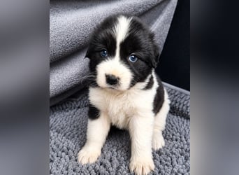 Chloe P - tapfere kleine Kämpferin aus dem Müllcontainer