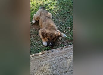 Teddy - Bärchen sucht Körbchen