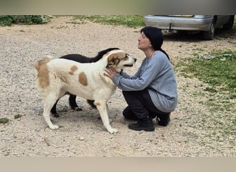 Alma Bella - sanfte Hündin auf dem Weg zum Vertrauen