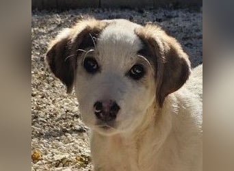 Lucy - kleines Hasenherz taut langsam auf