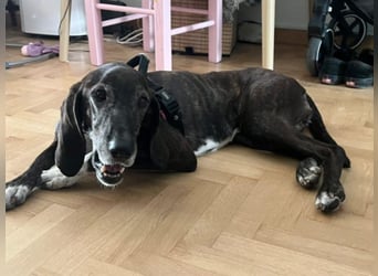 Leia - ganz besonderer Hund sucht ganz besondere Menschen