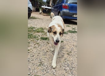 Alma Bella - sanfte Hündin auf dem Weg zum Vertrauen