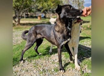 Smoky - der harmoniebedürftige Athlet