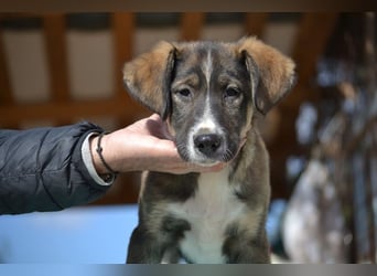 Vito - sanfter Traumhund in 54534 Karl