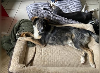 Vito - sanfter Traumhund in 54534 Karl