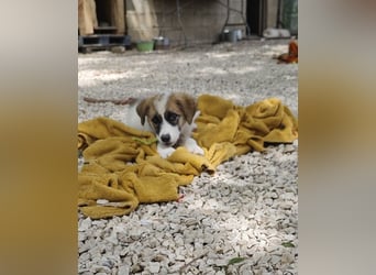 Fifi sucht Geborgenheit