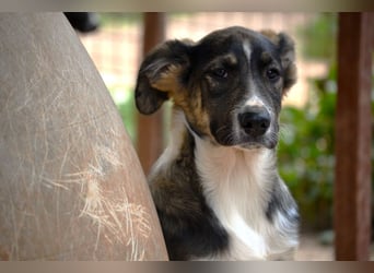 Vito - sanfter Traumhund in 54534 Karl