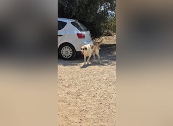 Alma Bella - sanfte Hündin auf dem Weg zum Vertrauen