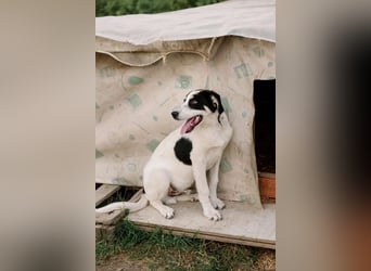 Argos - Kuscheln? Ich komme sofort!!!