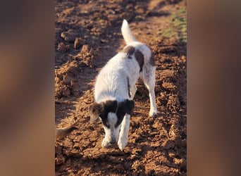 Silvus - toller Rüde tritt heraus aus dem Schatten seiner Schwester