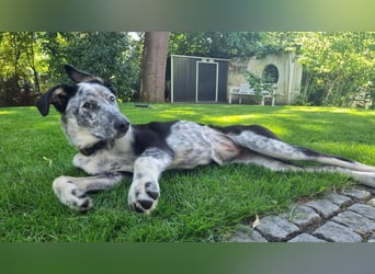 Daizy - wartet in 65812 Bad Soden auf Ihren Besuch!