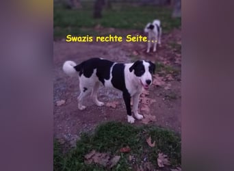 Swazi - toller Hund mit Überraschungseffekt