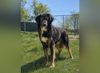 Mowgli auf der Suche nach Liebe und Frieden
