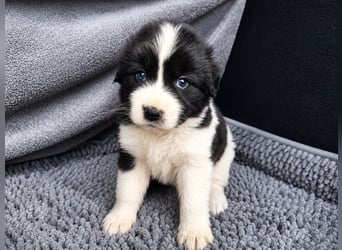 Chloe P - tapfere kleine Kämpferin aus dem Müllcontainer